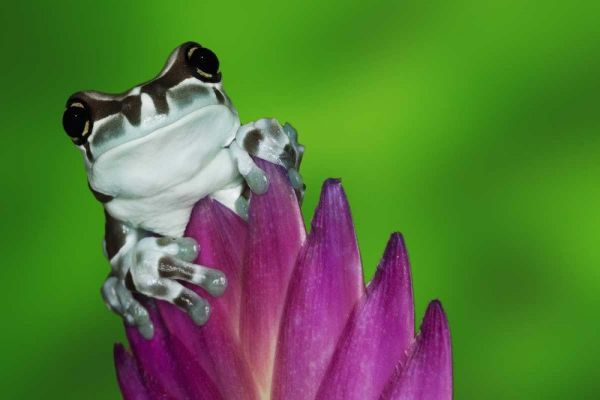 Brazil, Amazon Basin Amazon milk frog